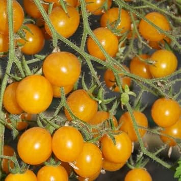 Tomato Seeds for Planting - Yellow Variety